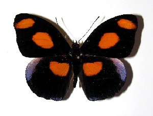  ( - 03-SRNP-15163)  @14 [ ] CreativeCommons - Attribution Non-Commercial Share-Alike (2005) Daniel H. Janzen Guanacaste Dry Forest Conservation Fund