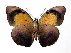  ( - 03-SRNP-15163)  @14 [ ] CreativeCommons - Attribution Non-Commercial Share-Alike (2005) Daniel H. Janzen Guanacaste Dry Forest Conservation Fund