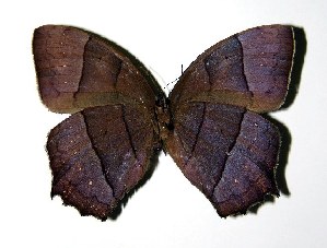  ( - 03-SRNP-29787)  @14 [ ] CreativeCommons - Attribution Non-Commercial Share-Alike (2005) Daniel H. Janzen Guanacaste Dry Forest Conservation Fund