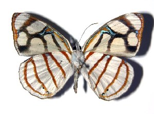  ( - 03-SRNP-37773.1)  @14 [ ] CreativeCommons - Attribution Non-Commercial Share-Alike (2005) Daniel H. Janzen Guanacaste Dry Forest Conservation Fund