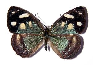  ( - 04-SRNP-31113)  @14 [ ] CreativeCommons - Attribution Non-Commercial Share-Alike (2005) Daniel H. Janzen Guanacaste Dry Forest Conservation Fund