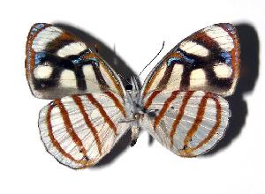  ( - 04-SRNP-31113)  @14 [ ] CreativeCommons - Attribution Non-Commercial Share-Alike (2005) Daniel H. Janzen Guanacaste Dry Forest Conservation Fund