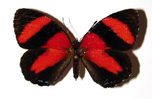  ( - 90-SRNP-2618)  @14 [ ] CreativeCommons - Attribution Non-Commercial Share-Alike (2005) Daniel H. Janzen Guanacaste Dry Forest Conservation Fund