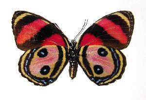  ( - 90-SRNP-2618)  @14 [ ] CreativeCommons - Attribution Non-Commercial Share-Alike (2005) Daniel H. Janzen Guanacaste Dry Forest Conservation Fund