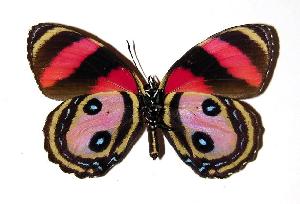  ( - 90-SRNP-2635)  @14 [ ] CreativeCommons - Attribution Non-Commercial Share-Alike (2005) Daniel H. Janzen Guanacaste Dry Forest Conservation Fund