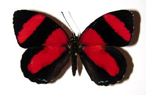  ( - 91-SRNP-983)  @14 [ ] CreativeCommons - Attribution Non-Commercial Share-Alike (2005) Daniel H. Janzen Guanacaste Dry Forest Conservation Fund