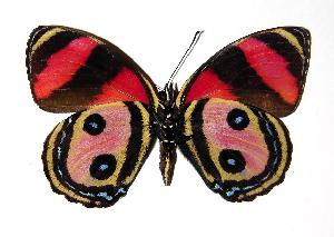  ( - 91-SRNP-983)  @14 [ ] CreativeCommons - Attribution Non-Commercial Share-Alike (2005) Daniel H. Janzen Guanacaste Dry Forest Conservation Fund