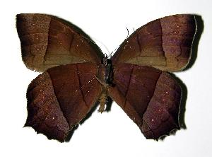  ( - 99-SRNP-15408)  @14 [ ] CreativeCommons - Attribution Non-Commercial Share-Alike (2005) Daniel H. Janzen Guanacaste Dry Forest Conservation Fund