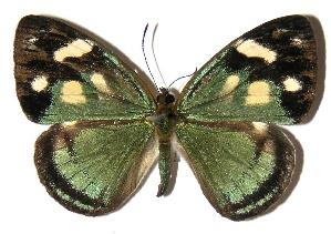  ( - 04-SRNP-25904)  @14 [ ] CreativeCommons - Attribution Non-Commercial Share-Alike (2005) Daniel H. Janzen Guanacaste Dry Forest Conservation Fund