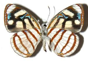  ( - 04-SRNP-25904)  @14 [ ] CreativeCommons - Attribution Non-Commercial Share-Alike (2005) Daniel H. Janzen Guanacaste Dry Forest Conservation Fund