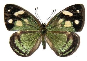  ( - 04-SRNP-25908)  @14 [ ] CreativeCommons - Attribution Non-Commercial Share-Alike (2005) Daniel H. Janzen Guanacaste Dry Forest Conservation Fund