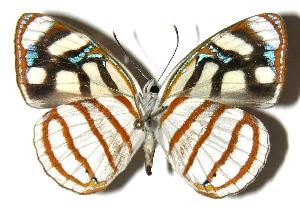  ( - 04-SRNP-25908)  @14 [ ] CreativeCommons - Attribution Non-Commercial Share-Alike (2005) Daniel H. Janzen Guanacaste Dry Forest Conservation Fund