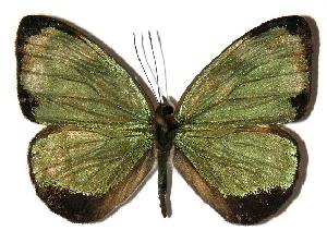  ( - 04-SRNP-25917)  @14 [ ] CreativeCommons - Attribution Non-Commercial Share-Alike (2005) Daniel H. Janzen Guanacaste Dry Forest Conservation Fund