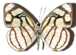  ( - 04-SRNP-25917)  @14 [ ] CreativeCommons - Attribution Non-Commercial Share-Alike (2005) Daniel H. Janzen Guanacaste Dry Forest Conservation Fund