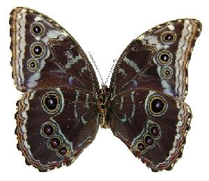  ( - 04-SRNP-36178)  @14 [ ] CreativeCommons - Attribution Non-Commercial Share-Alike (2005) Daniel H. Janzen Guanacaste Dry Forest Conservation Fund