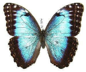  ( - 04-SRNP-49394)  @14 [ ] CreativeCommons - Attribution Non-Commercial Share-Alike (2005) Daniel H. Janzen Guanacaste Dry Forest Conservation Fund