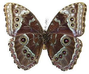  ( - 04-SRNP-49394)  @14 [ ] CreativeCommons - Attribution Non-Commercial Share-Alike (2005) Daniel H. Janzen Guanacaste Dry Forest Conservation Fund