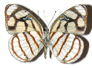  ( - 05-SRNP-21778)  @14 [ ] CreativeCommons - Attribution Non-Commercial Share-Alike (2005) Daniel H. Janzen Guanacaste Dry Forest Conservation Fund