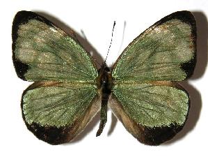  ( - 05-SRNP-21798)  @14 [ ] CreativeCommons - Attribution Non-Commercial Share-Alike (2005) Daniel H. Janzen Guanacaste Dry Forest Conservation Fund