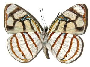  ( - 05-SRNP-21798)  @14 [ ] CreativeCommons - Attribution Non-Commercial Share-Alike (2005) Daniel H. Janzen Guanacaste Dry Forest Conservation Fund