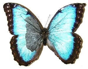  ( - 05-SRNP-35004)  @14 [ ] CreativeCommons - Attribution Non-Commercial Share-Alike (2005) Daniel H. Janzen Guanacaste Dry Forest Conservation Fund