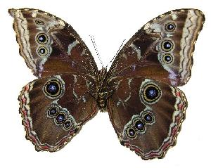  ( - 05-SRNP-35004)  @14 [ ] CreativeCommons - Attribution Non-Commercial Share-Alike (2005) Daniel H. Janzen Guanacaste Dry Forest Conservation Fund