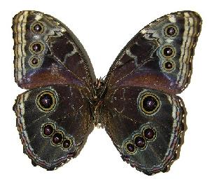  ( - 05-SRNP-35385)  @14 [ ] CreativeCommons - Attribution Non-Commercial Share-Alike (2005) Daniel H. Janzen Guanacaste Dry Forest Conservation Fund