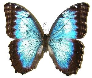  ( - 05-SRNP-35386)  @14 [ ] CreativeCommons - Attribution Non-Commercial Share-Alike (2005) Daniel H. Janzen Guanacaste Dry Forest Conservation Fund