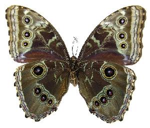  ( - 05-SRNP-35386)  @14 [ ] CreativeCommons - Attribution Non-Commercial Share-Alike (2005) Daniel H. Janzen Guanacaste Dry Forest Conservation Fund