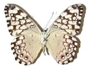  ( - 05-SRNP-46341)  @14 [ ] CreativeCommons - Attribution Non-Commercial Share-Alike (2005) Daniel H. Janzen Guanacaste Dry Forest Conservation Fund