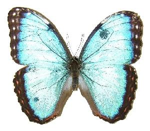  ( - 05-SRNP-55130)  @14 [ ] CreativeCommons - Attribution Non-Commercial Share-Alike (2005) Daniel H. Janzen Guanacaste Dry Forest Conservation Fund