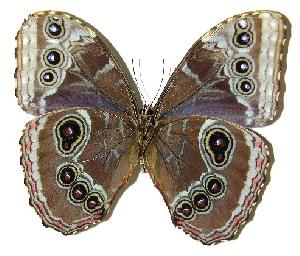  ( - 05-SRNP-55130)  @14 [ ] CreativeCommons - Attribution Non-Commercial Share-Alike (2005) Daniel H. Janzen Guanacaste Dry Forest Conservation Fund