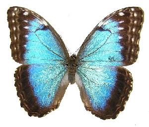  ( - 05-SRNP-55224)  @14 [ ] CreativeCommons - Attribution Non-Commercial Share-Alike (2005) Daniel H. Janzen Guanacaste Dry Forest Conservation Fund