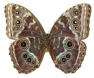  ( - 05-SRNP-55224)  @14 [ ] CreativeCommons - Attribution Non-Commercial Share-Alike (2005) Daniel H. Janzen Guanacaste Dry Forest Conservation Fund