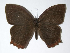  ( - 05-SRNP-59421)  @14 [ ] CreativeCommons - Attribution Non-Commercial Share-Alike (2013) Daniel H. Janzen Guanacaste Dry Forest Conservation Fund