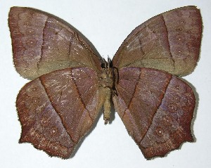  ( - 07-SRNP-2022)  @14 [ ] CreativeCommons - Attribution Non-Commercial Share-Alike (2007) Daniel H. Janzen Guanacaste Dry Forest Conservation Fund