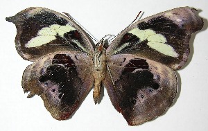  ( - 07-SRNP-30580)  @14 [ ] CreativeCommons - Attribution Non-Commercial Share-Alike (2007) Daniel H. Janzen Guanacaste Dry Forest Conservation Fund