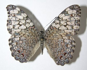  ( - 07-SRNP-56041)  @14 [ ] CreativeCommons - Attribution Non-Commercial Share-Alike (2007) Daniel H. Janzen Guanacaste Dry Forest Conservation Fund