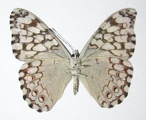  ( - 07-SRNP-56041)  @14 [ ] CreativeCommons - Attribution Non-Commercial Share-Alike (2007) Daniel H. Janzen Guanacaste Dry Forest Conservation Fund