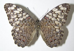  ( - 07-SRNP-56111)  @14 [ ] CreativeCommons - Attribution Non-Commercial Share-Alike (2007) Daniel H. Janzen Guanacaste Dry Forest Conservation Fund