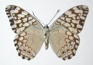  ( - 07-SRNP-56111)  @14 [ ] CreativeCommons - Attribution Non-Commercial Share-Alike (2007) Daniel H. Janzen Guanacaste Dry Forest Conservation Fund