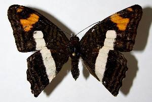  (Adelpha fundania - 07-SRNP-58381)  @14 [ ] CreativeCommons - Attribution Non-Commercial Share-Alike (2008) Daniel H. Janzen Guanacaste Dry Forest Conservation Fund