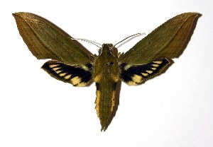  ( - 03-SRNP-22013)  @14 [ ] CreativeCommons - Attribution Non-Commercial Share-Alike (2004) Daniel H. Janzen Guanacaste Dry Forest Conservation Fund