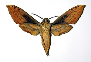  ( - 03-SRNP-22013)  @14 [ ] CreativeCommons - Attribution Non-Commercial Share-Alike (2004) Daniel H. Janzen Guanacaste Dry Forest Conservation Fund