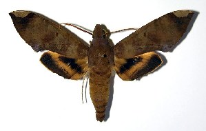  ( - 89-SRNP-345)  @14 [ ] CreativeCommons - Attribution Non-Commercial Share-Alike (2004) Daniel H. Janzen Guanacaste Dry Forest Conservation Fund