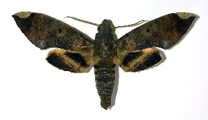  ( - 99-SRNP-1480)  @14 [ ] CreativeCommons - Attribution Non-Commercial Share-Alike (2004) Daniel H. Janzen Guanacaste Dry Forest Conservation Fund