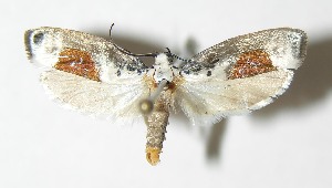  ( - 04-SRNP-35314)  @13 [ ] CreativeCommons - Attribution Non-Commercial Share-Alike (2013) Daniel H. Janzen Guanacaste Dry Forest Conservation Fund