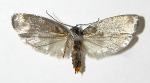  ( - 04-SRNP-35318)  @13 [ ] CreativeCommons - Attribution Non-Commercial Share-Alike (2013) Daniel H. Janzen Guanacaste Dry Forest Conservation Fund