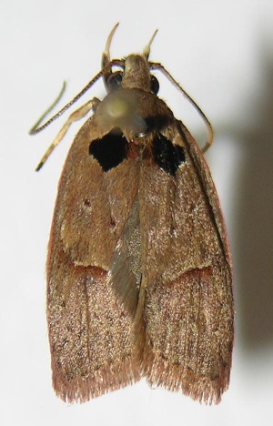  ( - 05-SRNP-30825)  @12 [ ] CreativeCommons - Attribution Non-Commercial Share-Alike (2013) Daniel H. Janzen Guanacaste Dry Forest Conservation Fund