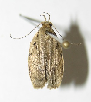  ( - 05-SRNP-34770)  @14 [ ] CreativeCommons - Attribution Non-Commercial Share-Alike (2013) Daniel H. Janzen Guanacaste Dry Forest Conservation Fund